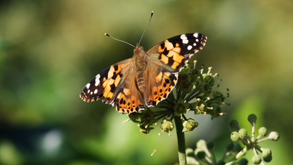 Painted Lady
