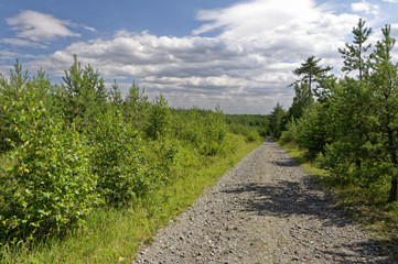 Fototapeta na wymiar Gravel road with plants on both sides