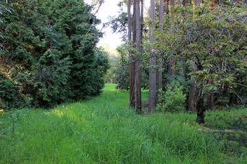 Lawn with green grass in grove