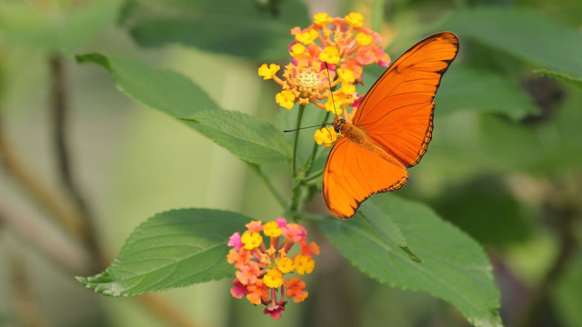 Orange butterfly