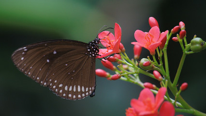 Brown Butterfly