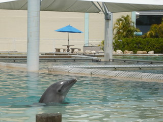 Dolphin looking out of the water