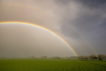 Naklejka premium Rainbow in the sky above the spring field after the storm