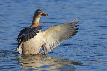 Fototapeta premium Duck spread his wings