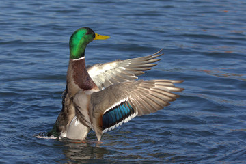 Obraz premium Duck spread his wings