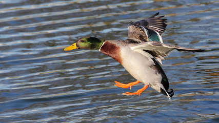 Duck landing