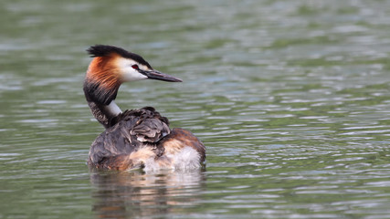 Grebe