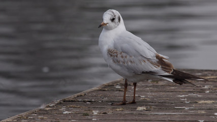 Seagull