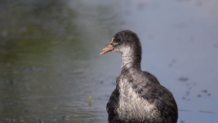 Goose Chick