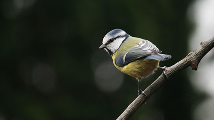 Blue Tit