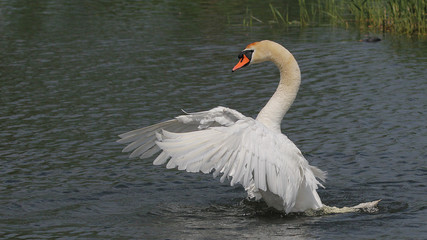 Obraz premium Swan spread his wings