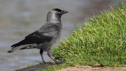 Obraz premium Western Jackdaw