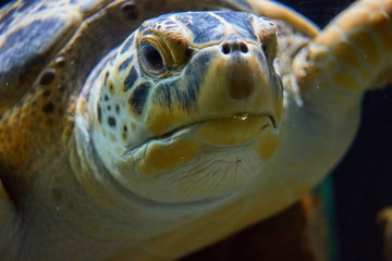 Turtle close-up. The large image of a head of very big tortoise