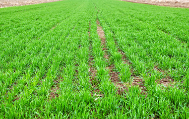 Fototapeta premium Wheat in a field. Green young sprouting seeds