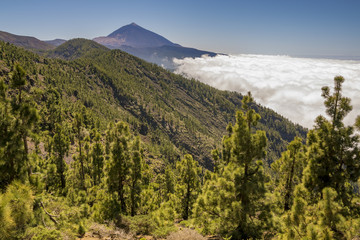 Fototapeta premium Teide volcano national park, Canary Islands, Spain