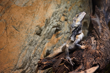 Lizard dragon sitting on a tree on a background of stone texture.