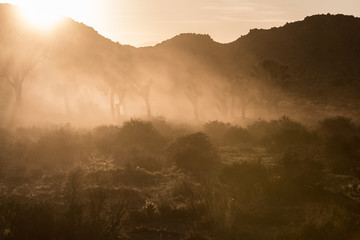 Dust Clouds the Air During Sunset at Joshua Tree