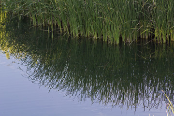 Grass reflected on Water 