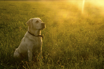 Heller Labrador im Feld bei Sonneuntergang