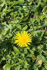 Yellow dandelion in sunny day