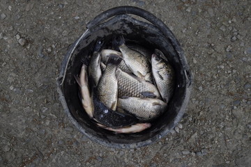 River fish in a plastic bucket. Fish catch. Carp and carp. Weed fish.