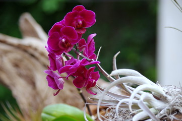 Naklejka premium Orchidea w środowisku naturalnym