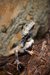 Lizard dragon sitting on a tree on a background of stone texture.