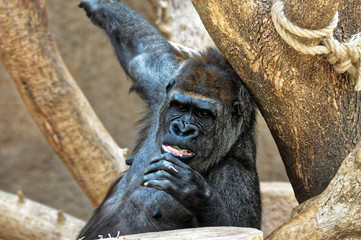 Fototapeta na wymiar Chimpanzee having leaf in its mouth