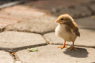 Chick looking for its mom 