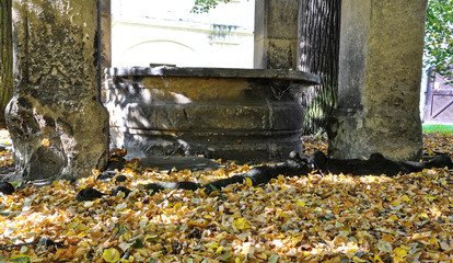 Leaves falles near the pillars