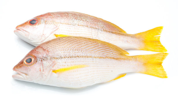 delicious portion of fresh fish isolated