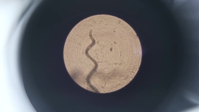 Close up of a structure being analyzed and watched under a microscope. Locked down real time close up shot