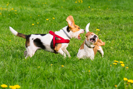 Group of beautiful funny beagle dogs playing outdoors at spring or summer park.