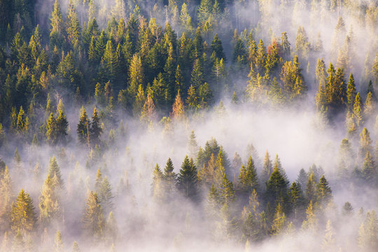 Fototapeta Morning fog in spruce and fir forest in warm sunlight