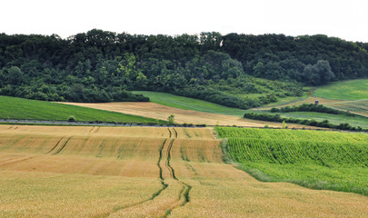 Fototapeta na wymiar Farm land in the slope
