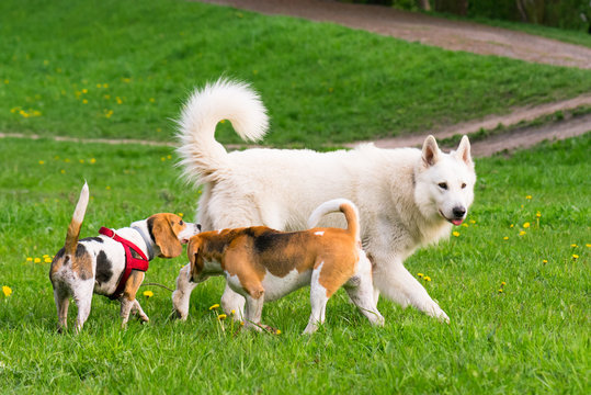 Group of beautiful funny dogs playing outdoors at spring or summer park.