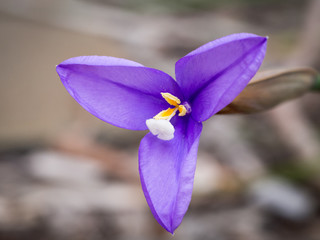 Purple Flag flower (Patersonia occidentalis), a native flower in Western Australia
