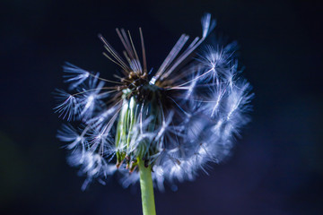 dandelion after rain in forest