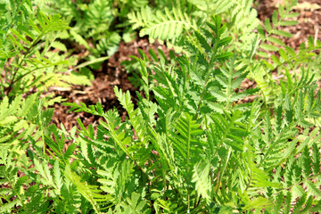 Japanese mugwort herb garden
