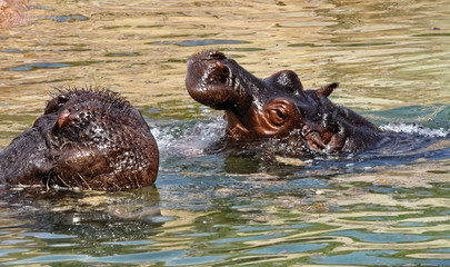 Another shot of hippopotamus having bath in the pond