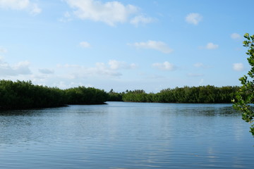 Mangroves of Florida