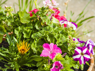 Flower pot with multi colored flowers on an urban garden