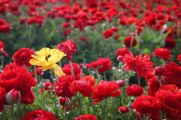 Image of beautiful red spring flowers.