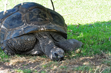 Turtle with its head ben in shadow