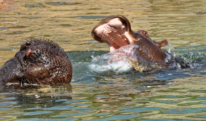 Same shot of hippopotamus having bath in the pond