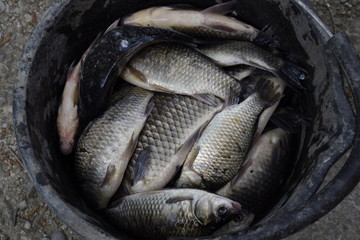 River fish in a plastic bucket. Fish catch. Carp and carp. Weed fish.