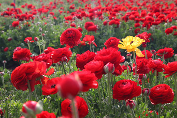 Image of beautiful red spring flowers.