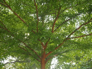 Tree branches