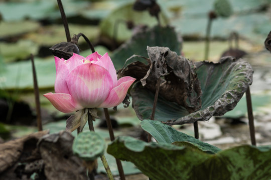 Pink Lotus (sacred Lotus) In Nature Pond (Nelumbo Nucifera, Nelumbonaceae)