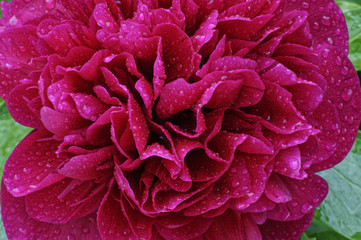 Shot of the flower with dew drops